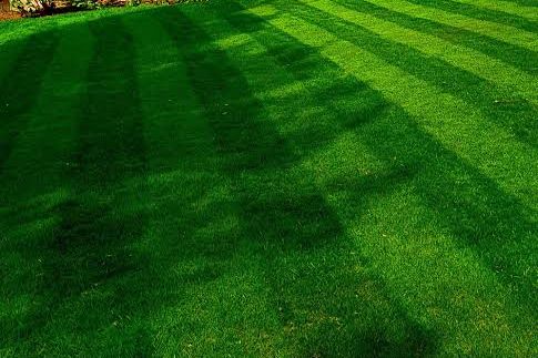 A freshly cut back lawn with mower stripes running across it, fence and shed behind