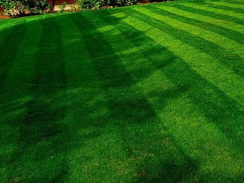 A freshly cut back lawn with mower stripes running across it, fence and shed behind