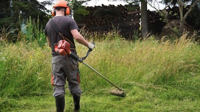 Long grass being cut down with a brushcutter, the cut swathe behind