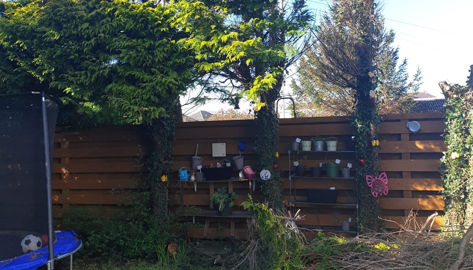 An overgrown back garden of head-high conifers and long grass, waiting to be cleared