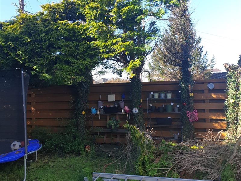 Overgrown conifers and a back garden waiting to be cleared