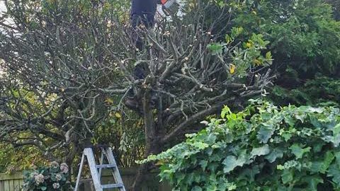 Pruning an old tree from a step ladder, cut branches coming out of the crown