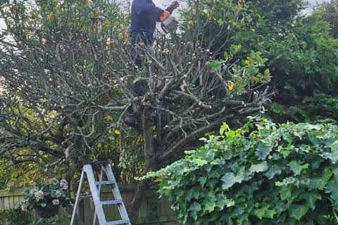 Pruning an old apple tree from a step ladder, cut branches coming out of the crown