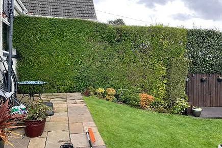 A long conifer hedge cut square and level along a garden path, trimmer and cuttings on the slabs