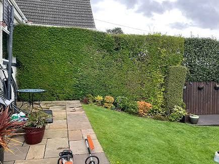 A long conifer hedge cut square and level along a garden path, trimmer and cuttings on the slabs
